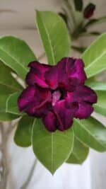 Planta Dobrada 3107 – 70cm – 05 anos - Imagem 3