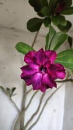 Planta Dobrada 3107 – 70cm – 05 anos - Imagem 4