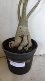 Planta Dobrada 3107 – 70cm – 05 anos - Imagem 13