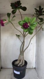 Planta Dobrada 3107 – 70cm – 05 anos - Imagem 5