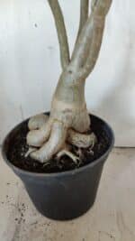 Planta Dobrada 3107 – 70cm – 05 anos - Imagem 12