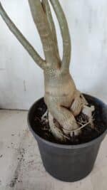 Planta Dobrada 3107 – 70cm – 05 anos - Imagem 11