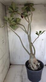 Planta Dobrada 3107 – 70cm – 05 anos - Imagem 10