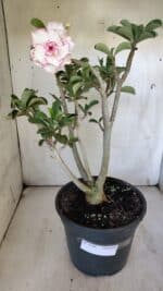 Planta Dobrada 3108 – 45cm – 04 anos - Imagem 2