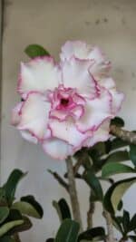 Planta Dobrada 3108 – 45cm – 04 anos