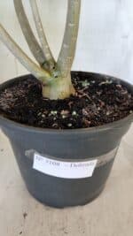 Planta Dobrada 3108 – 45cm – 04 anos - Imagem 8