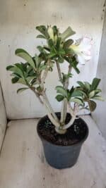 Planta Dobrada 3108 – 45cm – 04 anos - Imagem 7