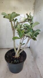 Planta Dobrada 3108 – 45cm – 04 anos - Imagem 6