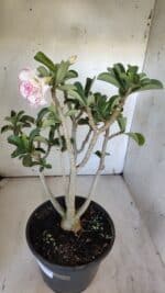 Planta Dobrada 3108 – 45cm – 04 anos - Imagem 5