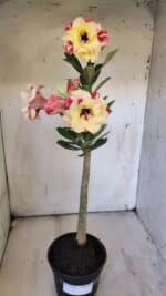 Planta Dobrada 3109 – 35cm – 03 anos - Imagem 2