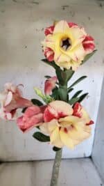 Planta Dobrada 3109 – 35cm – 03 anos