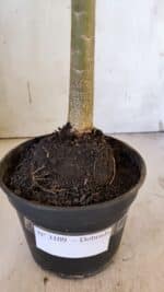 Planta Dobrada 3109 – 35cm – 03 anos - Imagem 7