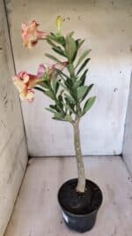 Planta Dobrada 3109 – 35cm – 03 anos - Imagem 6