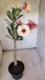 Planta Dobrada 3109 – 35cm – 03 anos - Imagem 5