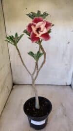 Planta Dobrada 3110 – 30cm – 02 anos - Imagem 2