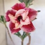 Planta Dobrada 3110 – 30cm – 02 anos