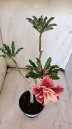 Planta Dobrada 3110 – 30cm – 02 anos - Imagem 4