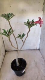 Planta Dobrada 3110 – 30cm – 02 anos - Imagem 6