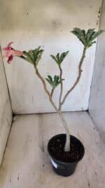 Planta Dobrada 3110 – 30cm – 02 anos - Imagem 5