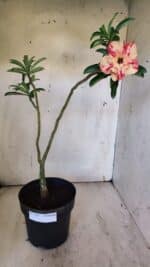 Planta Dobrada 3111 – 40cm – 03 anos - Imagem 2