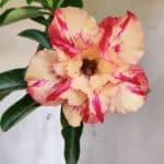 Planta Dobrada 3111 – 40cm – 03 anos