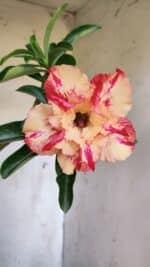 Planta Dobrada 3111 – 40cm – 03 anos