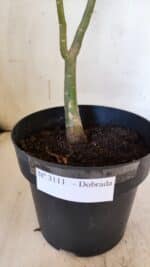 Planta Dobrada 3111 – 40cm – 03 anos - Imagem 7