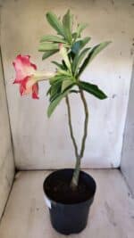 Planta Dobrada 3111 – 40cm – 03 anos - Imagem 6