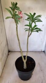 Planta Dobrada 3111 – 40cm – 03 anos - Imagem 5