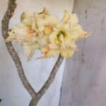 Planta Dobrada 3112 – 40cm – 03 anos