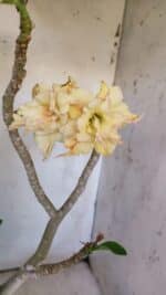 Planta Dobrada 3112 – 40cm – 03 anos