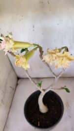 Planta Dobrada 3112 – 40cm – 03 anos - Imagem 4