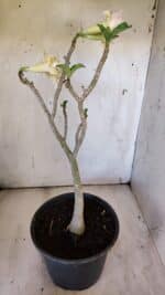 Planta Dobrada 3112 – 40cm – 03 anos - Imagem 5