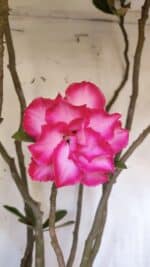 Planta Dobrada 3113 – 70cm – 06 anos - Imagem 3