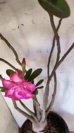 Planta Dobrada 3113 – 70cm – 06 anos - Imagem 5