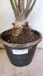 Planta Dobrada 3113 – 70cm – 06 anos - Imagem 4