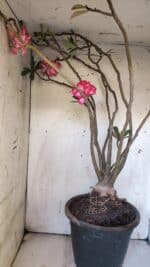 Planta Dobrada 3113 – 70cm – 06 anos - Imagem 9