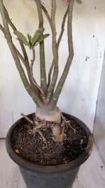 Planta Dobrada 3113 – 70cm – 06 anos - Imagem 8