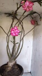 Planta Dobrada 3113 – 70cm – 06 anos - Imagem 7