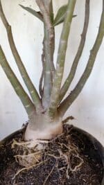 Planta Dobrada 3113 – 70cm – 06 anos - Imagem 6