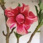 Planta Dobrada 3114 – 50cm – 03 anos