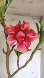 Planta Dobrada 3114 – 50cm – 03 anos