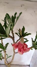 Planta Dobrada 3114 – 50cm – 03 anos - Imagem 4