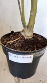 Planta Dobrada 3114 – 50cm – 03 anos - Imagem 6