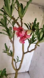 Planta Dobrada 3114 – 50cm – 03 anos - Imagem 5