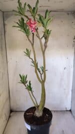 Planta Dobrada 3114 – 50cm – 03 anos - Imagem 8