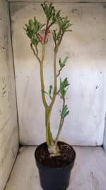 Planta Dobrada 3114 – 50cm – 03 anos - Imagem 7