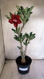 Planta Dobrada 3115 – 35cm – 03 anos - Imagem 2