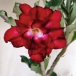 Planta Dobrada 3115 – 35cm – 03 anos