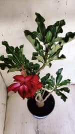 Planta Dobrada 3115 – 35cm – 03 anos - Imagem 4